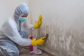 Why You Should Choose Our Mold Remediation Services in Wisconsin Rapids, WI